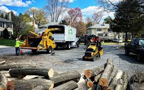 Why Choose Our Tree Removal Services in Elm City, NC?