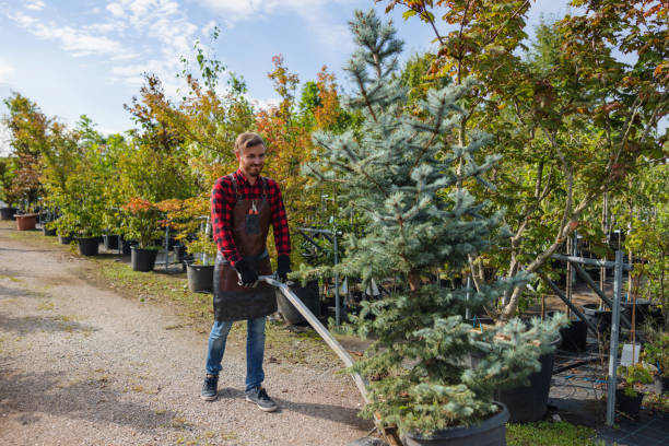 Professional  Tree Services in Elm City, NC